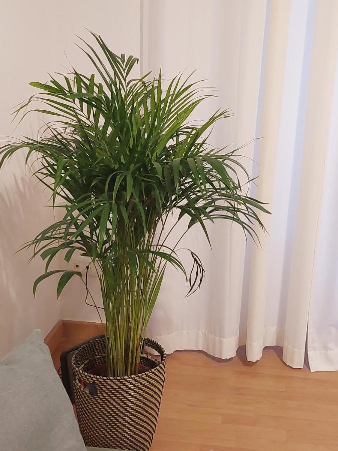 Conte Rosso Apartment ローマ エクステリア 写真